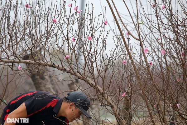 Luật lao động: Chốt đề xuất lịch nghỉ Tết Nguyên đán Nhâm Dần năm 2022